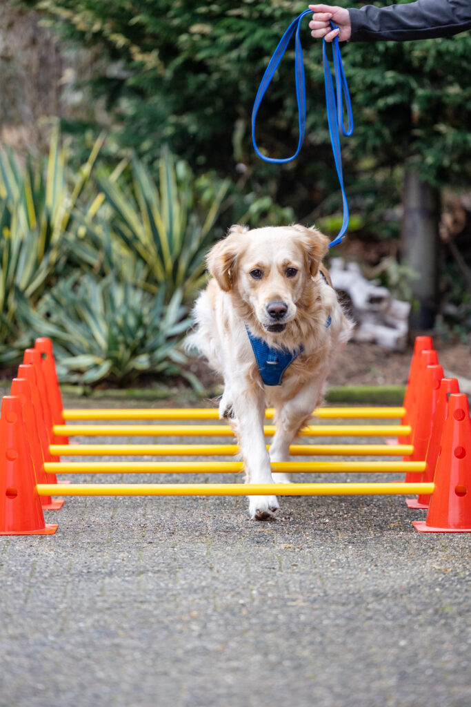 Oefentherapie hond