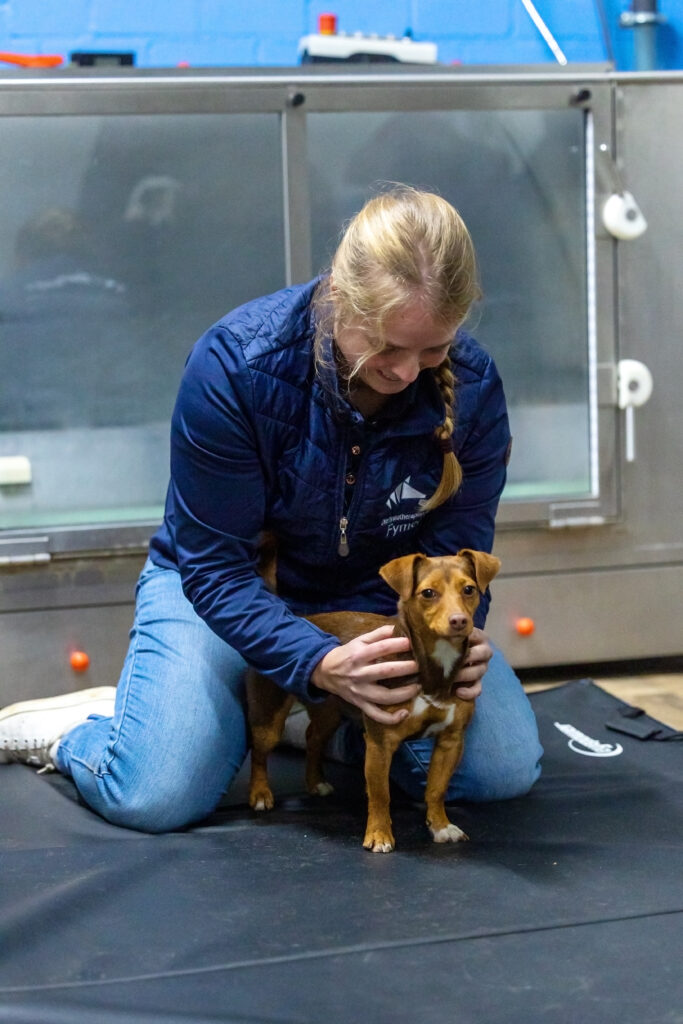 Fysiotherapie hond