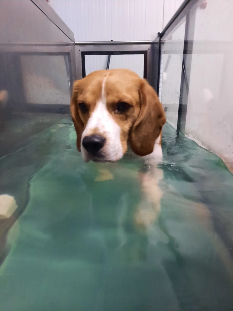 Hydrotherapie hond